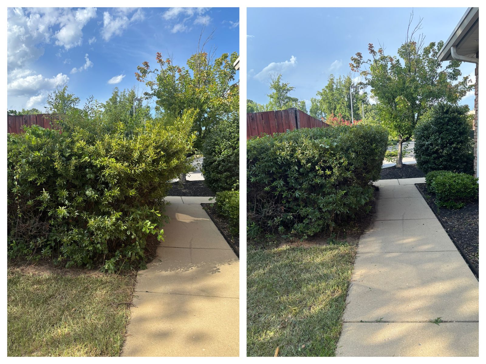 Hedge trimming along walkway